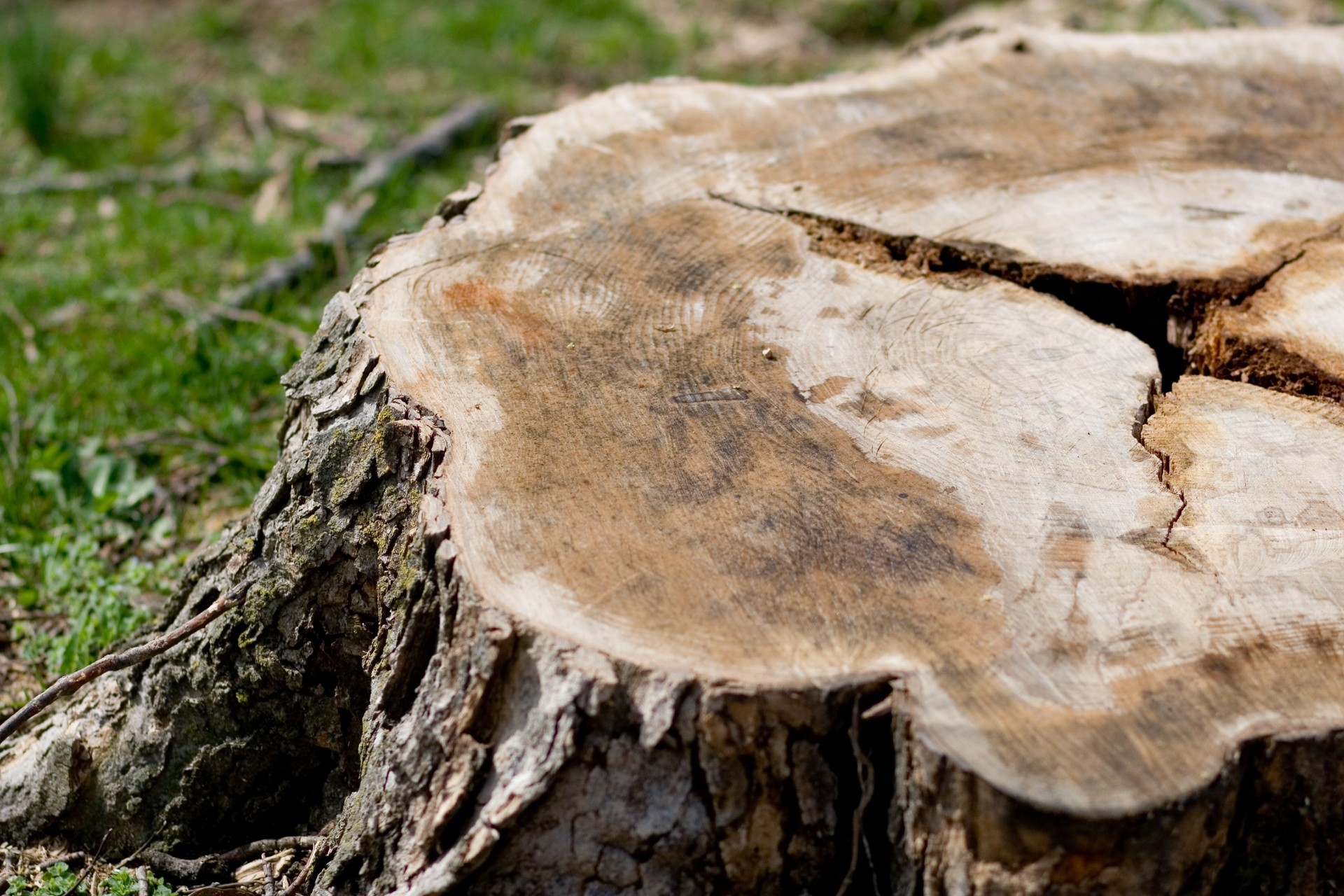 tree stump