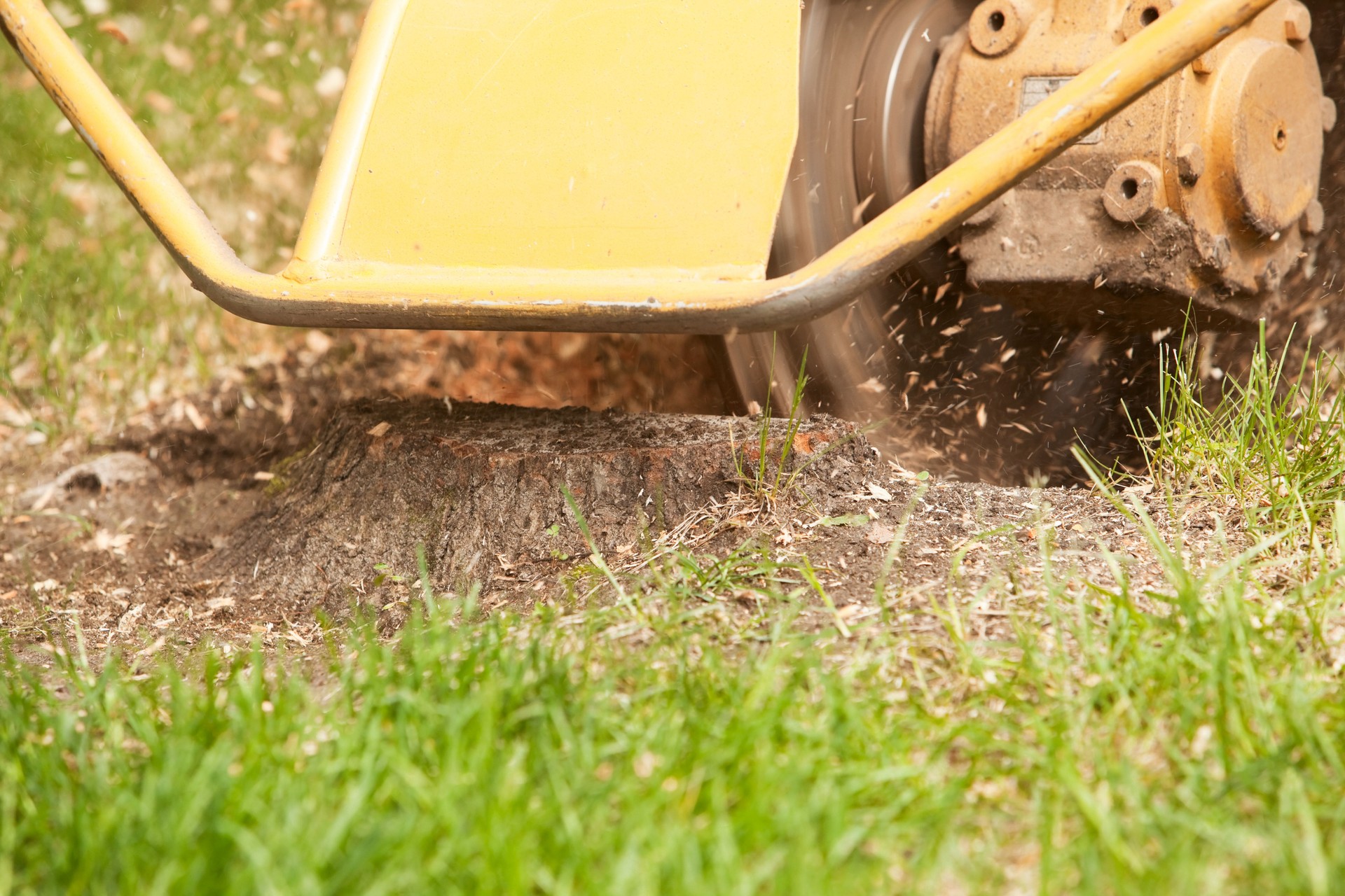 Stump Grinding Machine Removing Cut Tree