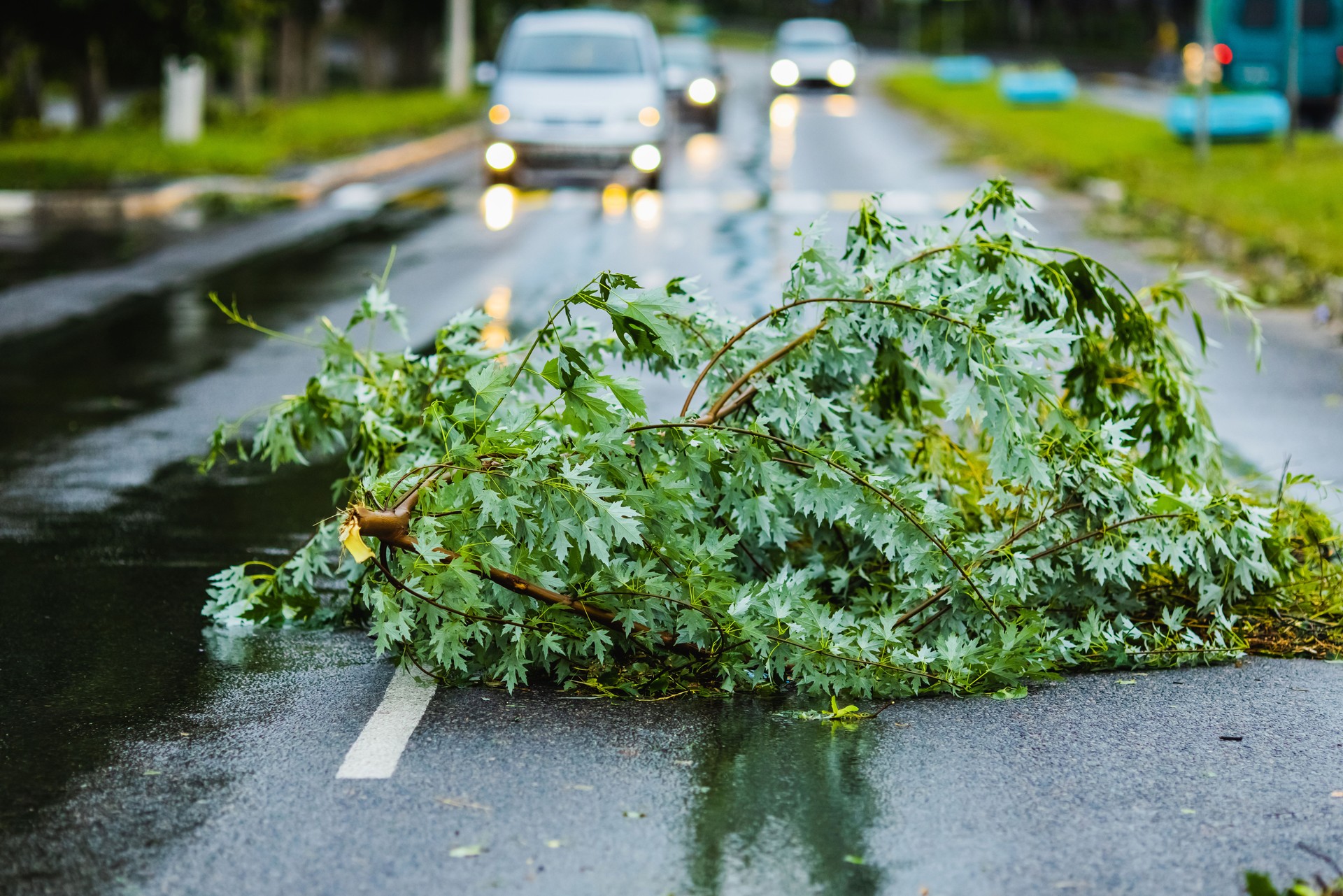 Broken branch after hurricane on road. Storm weather.