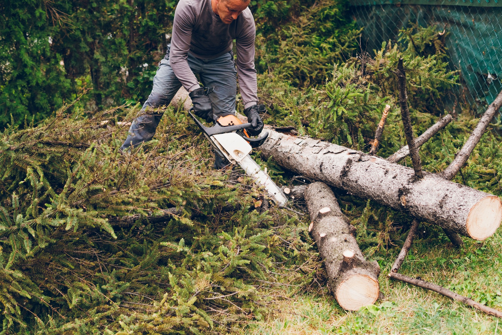 A man is cutting a tree